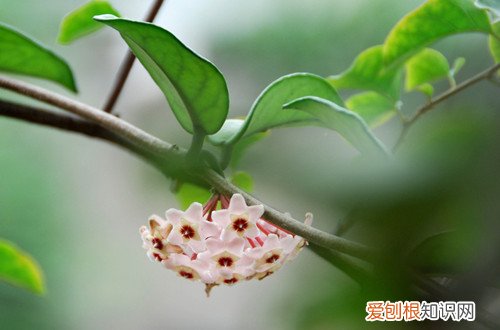图 球兰什么时候开花 球兰开花的时候如何浇水