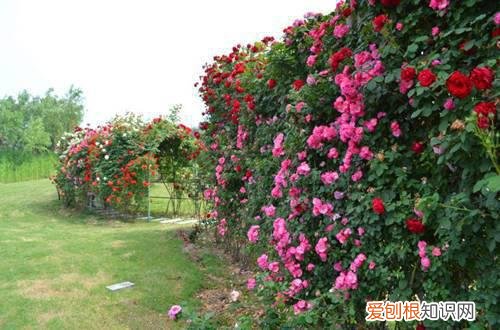 图 爬藤月季花怎么养 爬藤月季花的养殖方法和注意事项