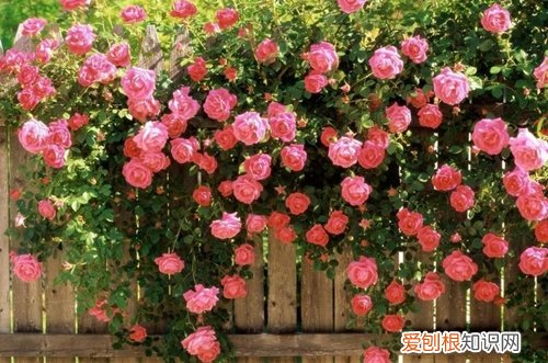 图 爬藤月季花怎么养 爬藤月季花的养殖方法和注意事项