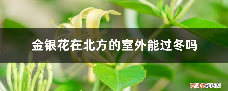 金银花北方冬天室外怎么处理 金银花在北方的室外能过冬吗,北方户外如何过冬