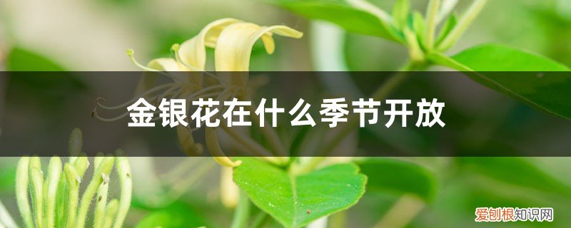 金银花几月份可以采摘 金银花在什么季节开放，采摘时间在什么季节