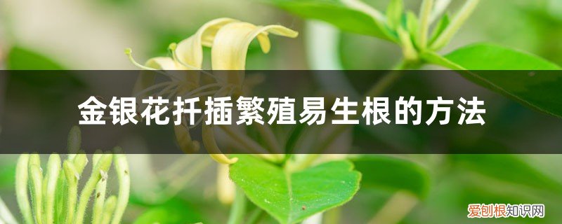 金银花插枝多久生根 金银花扦插繁殖易生根的方法，扦插金银花多久能生根