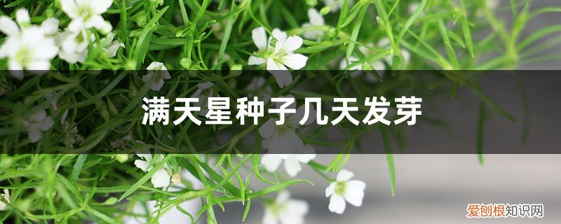 满天星种子发芽需要几天 满天星种子几天发芽,种子发芽后怎么养
