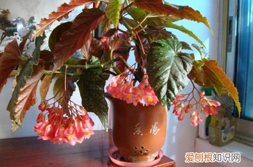 图 竹节海棠怎么养 竹节海棠的养殖方法和注意事项