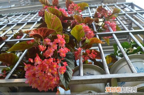 图 竹节海棠怎么养 竹节海棠的养殖方法和注意事项