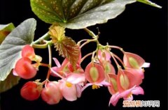 图 竹节海棠怎么养 竹节海棠的养殖方法和注意事项