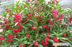图 凤仙花怎么养 凤仙花的养殖方法和注意事项
