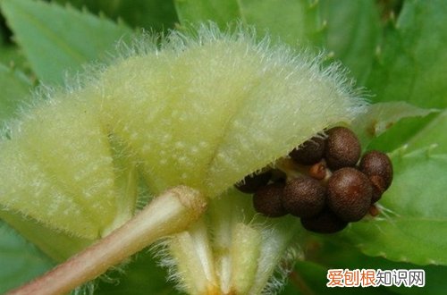 图 凤仙花怎么养 凤仙花的养殖方法和注意事项