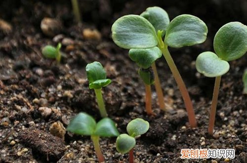图 凤仙花怎么养 凤仙花的养殖方法和注意事项