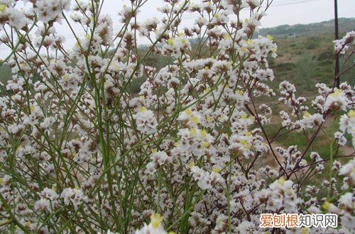 图 干枝梅怎么养 干枝梅的养殖方法和注意事项