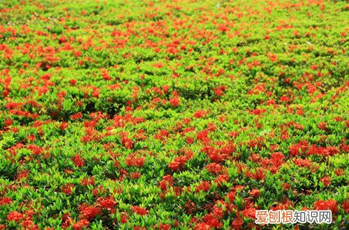 图 龙船花花谢后怎么养(龙船花花谢后怎么修剪)