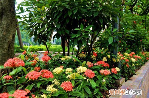 图 龙船花花谢后怎么养(龙船花花谢后怎么修剪)