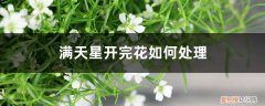 满天星开完花后怎么剪 满天星开完花如何处理，枯了能剪掉吗