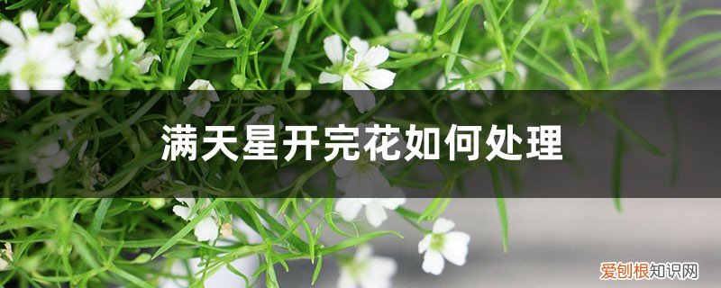 满天星开完花后怎么剪 满天星开完花如何处理，枯了能剪掉吗