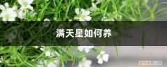 满天星花期施什么肥 满天星如何养，开花期间能施肥吗