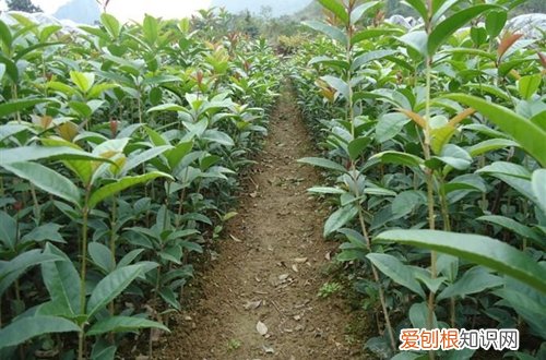 图 桂花树施肥用什么肥料 桂花树的施肥方法和注意事项