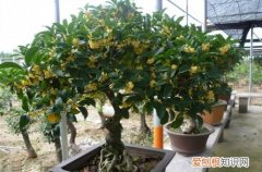图 桂花树施肥用什么肥料 桂花树的施肥方法和注意事项