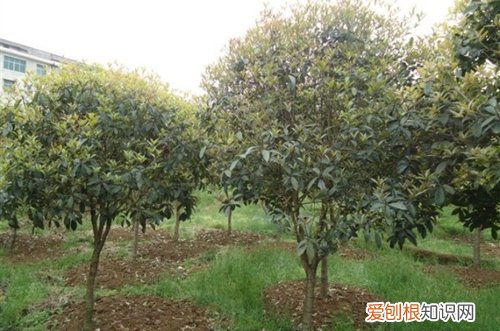 图 桂花树施肥用什么肥料 桂花树的施肥方法和注意事项