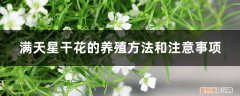 满天星干花能放多长时间 满天星干花的养殖方法和注意事项，干花可以放多久