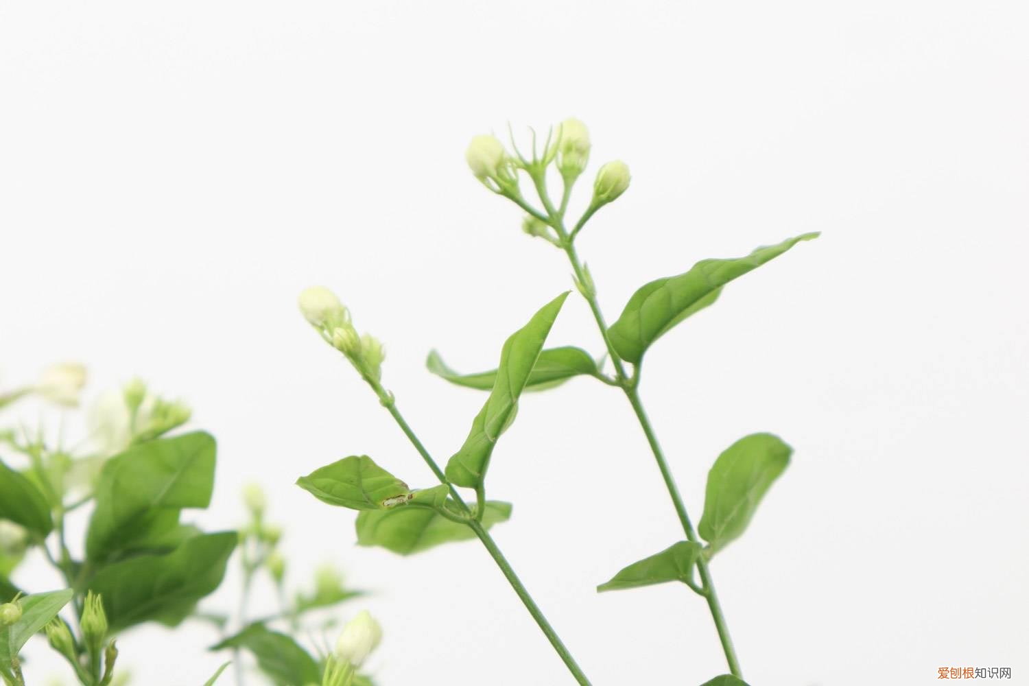 茉莉花怎么养怎么修剪 盆栽茉莉花怎么养,茉莉花需要修剪吗