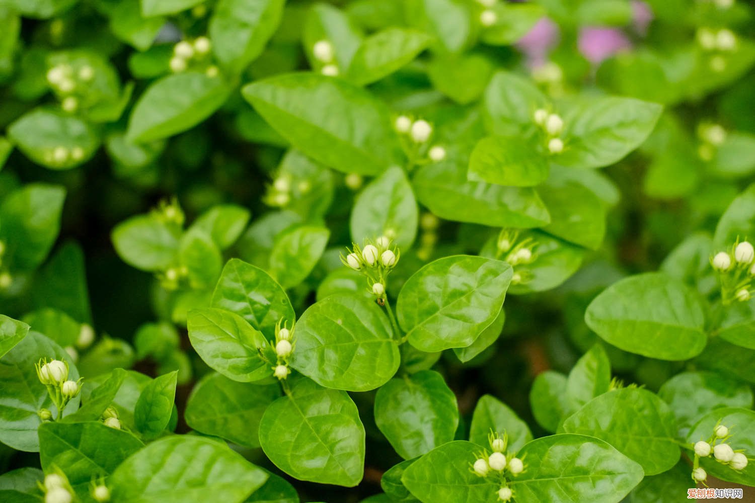 茉莉花什么时候适合换盆 茉莉花什么时候换盆，怎么换盆