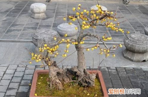 图 盆栽腊梅用什么土壤好 盆栽腊梅用土注意事项