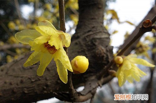 图 盆栽腊梅用什么土壤好 盆栽腊梅用土注意事项