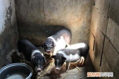 宁乡花猪多大，宁乡花猪一头有多重