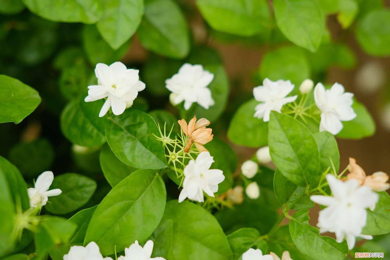 茉莉花开花后怎样管理 茉莉花花期如何管理，茉莉花什么时候开花