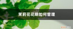 茉莉花开花后怎样管理 茉莉花花期如何管理，茉莉花什么时候开花
