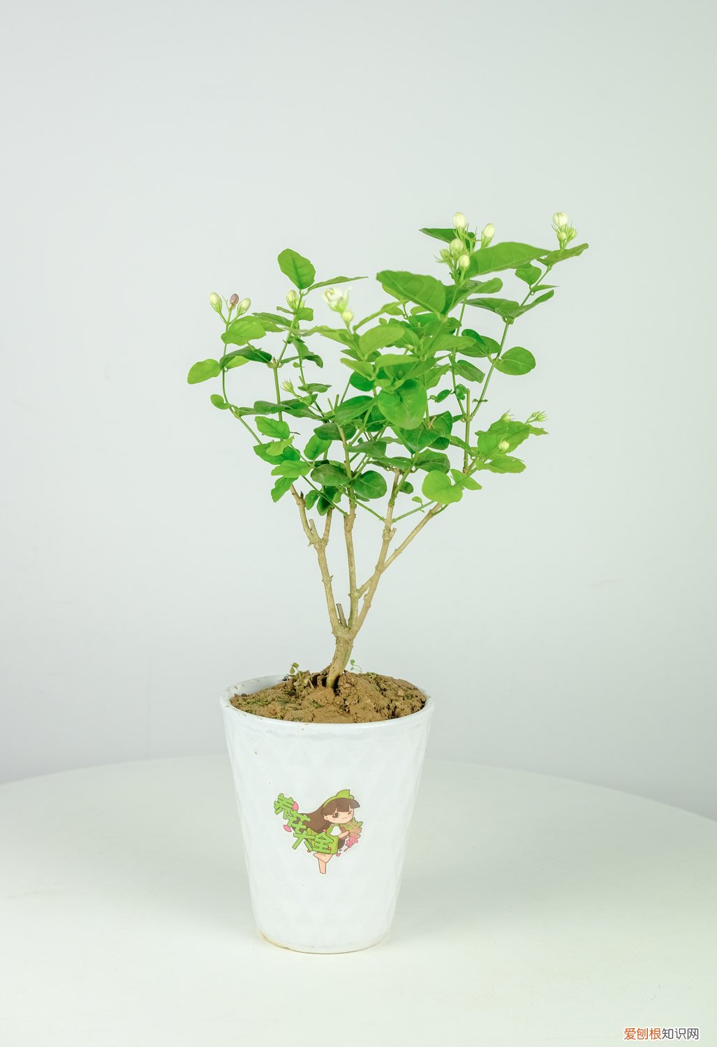 茉莉花的浇水方法和注意事项 茉莉花如何正确浇水，茉莉花如何施肥