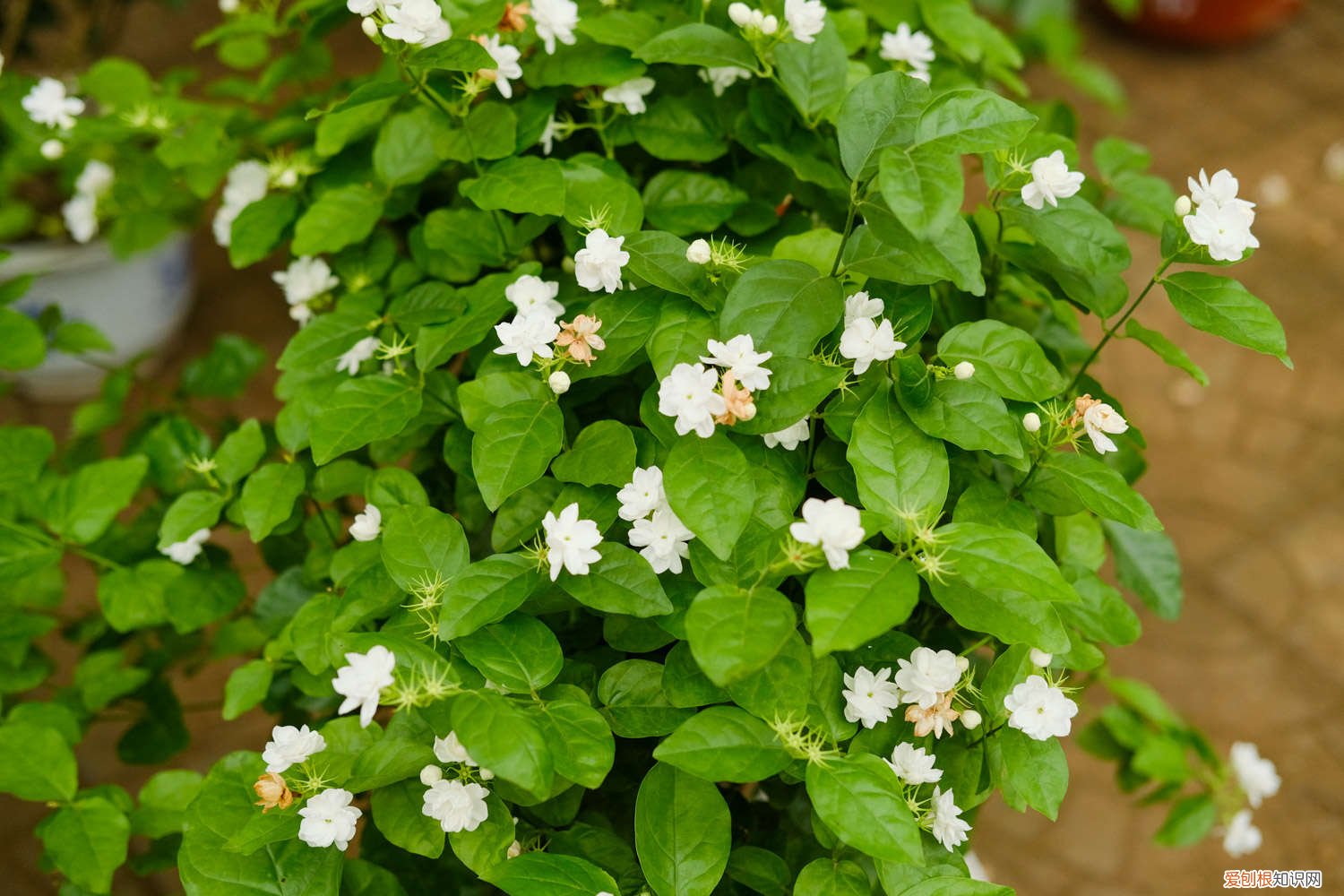 茉莉花什么季节播种 茉莉花如何播种，茉莉花播种时间