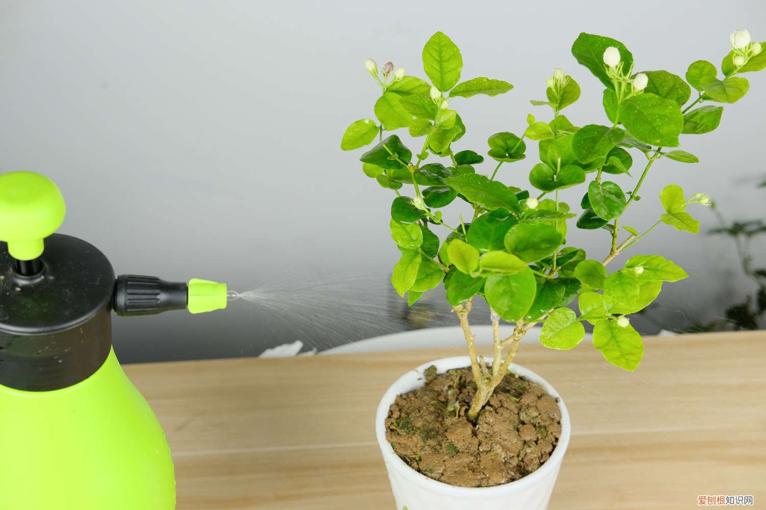 茉莉花叶发黄了怎么解决? 茉莉花刚买回来怎么养护，刚买回来出现黄叶怎么回事