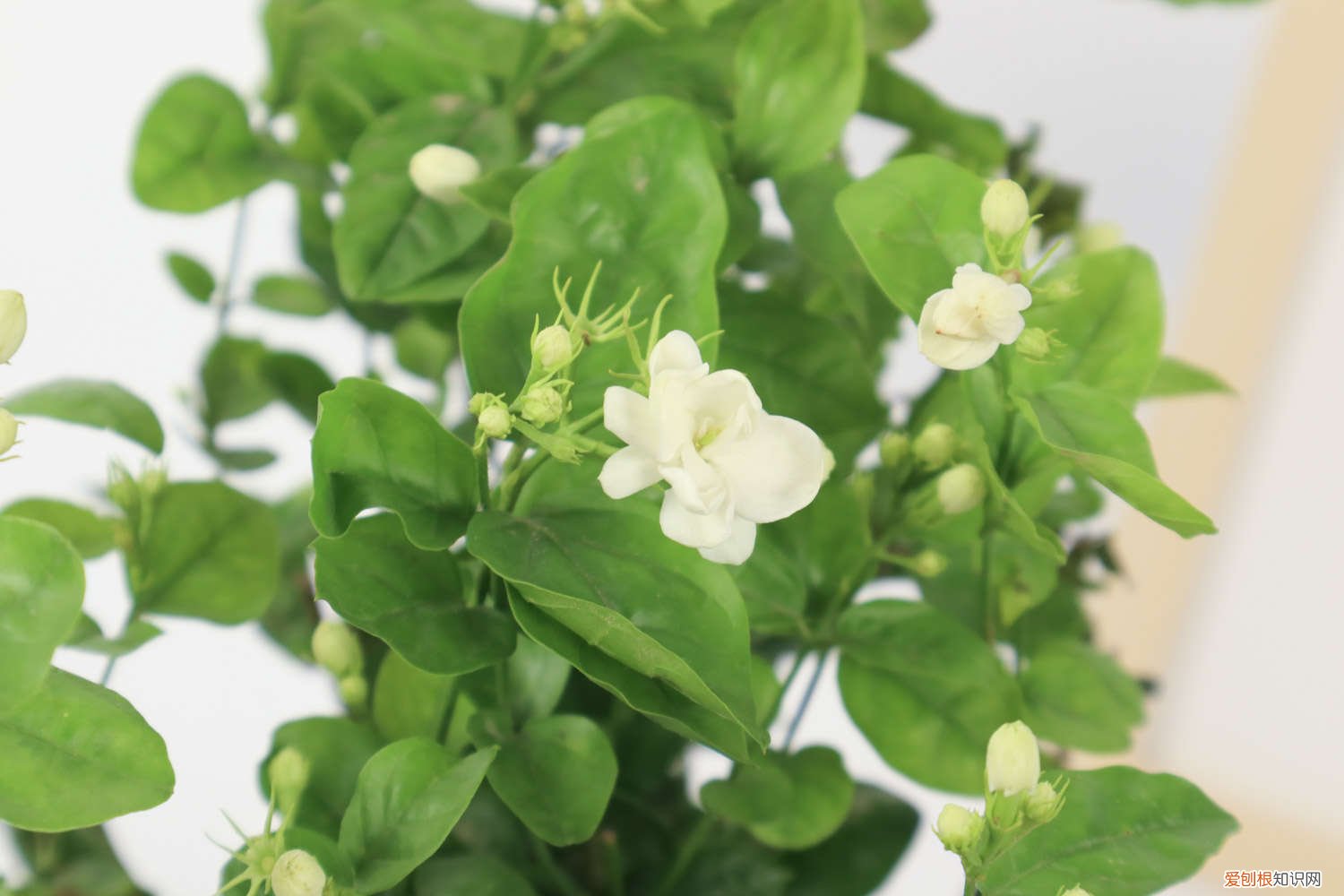 茉莉花叶发黄了怎么解决? 茉莉花刚买回来怎么养护，刚买回来出现黄叶怎么回事