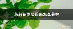 茉莉花叶发黄了怎么解决? 茉莉花刚买回来怎么养护，刚买回来出现黄叶怎么回事