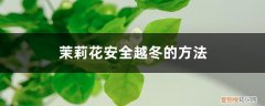 茉莉花怕冻吗冬天 茉莉花安全越冬的方法，茉莉花会被冻死吗