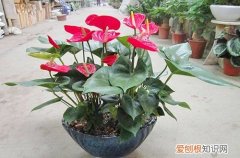 图 红掌冬天怎么养 怎么浇水