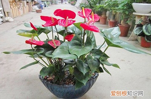 图 红掌冬天怎么养 怎么浇水