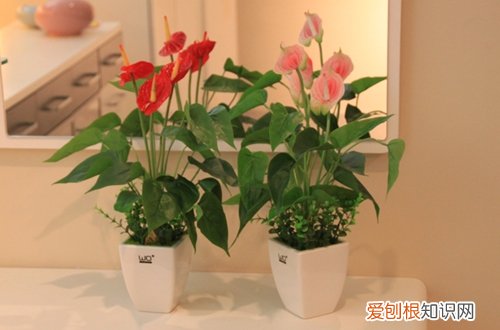 图 红掌冬天怎么养 怎么浇水