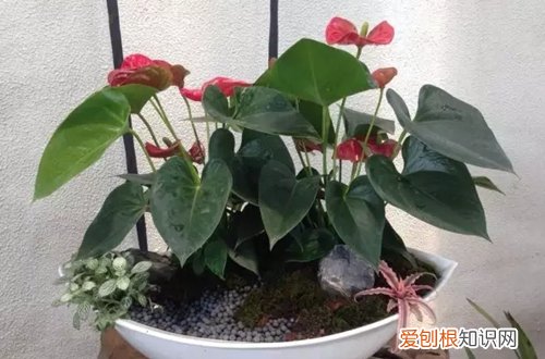 图 红掌冬天怎么养 怎么浇水