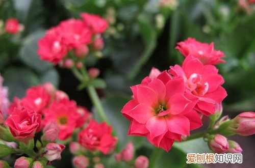 图 长寿花冬天怎么养 怎么浇水