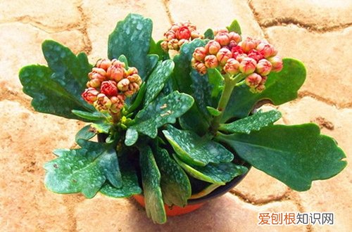 图 长寿花冬天怎么养 怎么浇水