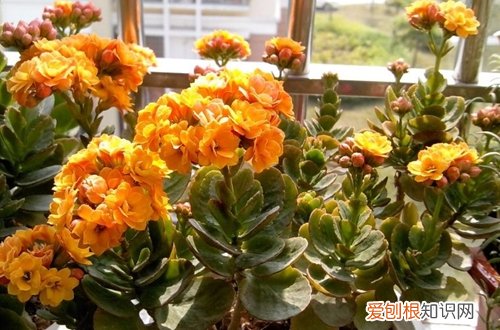 图 长寿花冬天怎么养 怎么浇水
