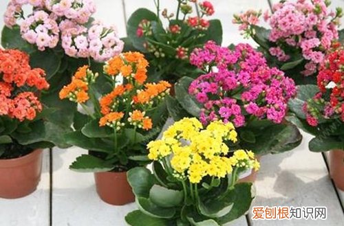 图 长寿花冬天怎么养 怎么浇水