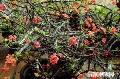 图 虎刺梅冬天怎么养 能剪枝吗