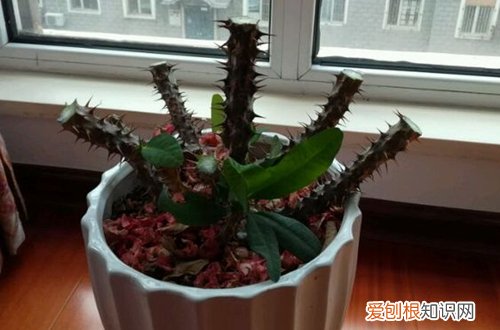 图 虎刺梅冬天怎么养 能剪枝吗
