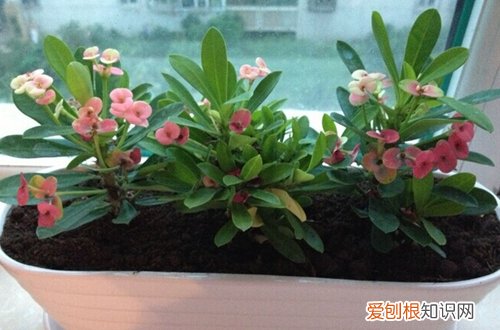 图 虎刺梅冬天怎么养 能剪枝吗