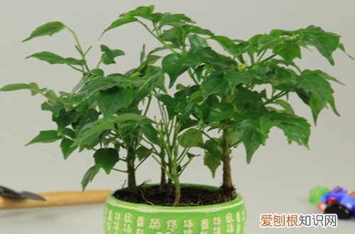 图 平安树冬天怎么养 几天一浇水
