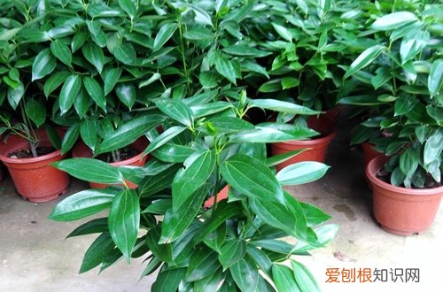 图 平安树冬天怎么养 几天一浇水