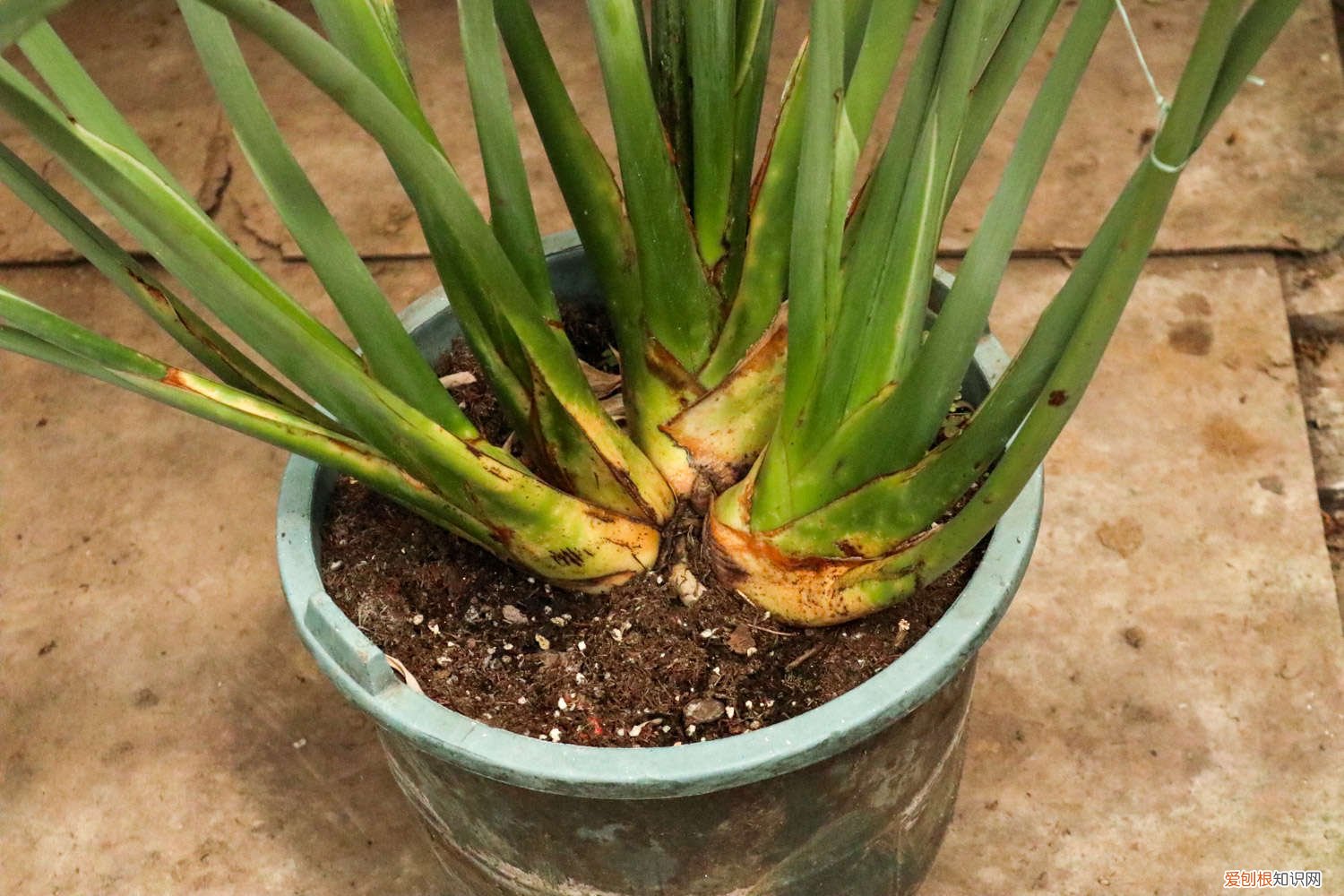 兰花怎么播种的 兰花可以用种子种吗，什么时候可以种